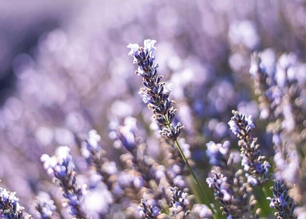 UNSERE INHALTSSTOFFE IM FOKUS