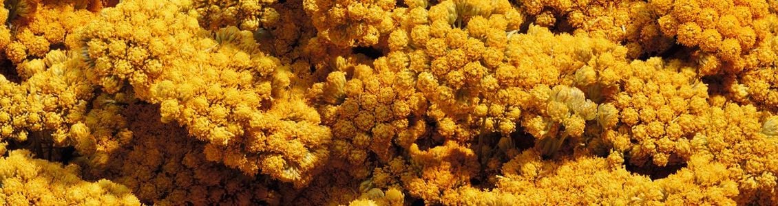 Inhaltsstoff Immortelle