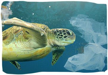 Im Jahr 2050 könnte in den Weltmeeren mehr Plastikmüll schwimmen als Fische
