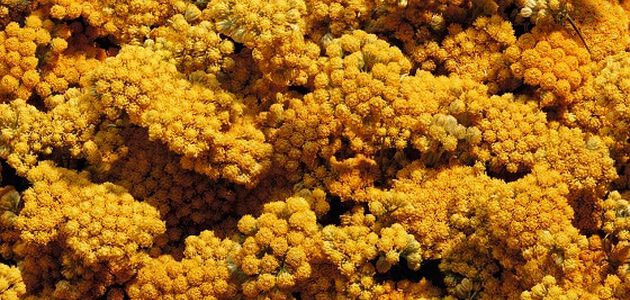 Inhaltsstoff Immortelle