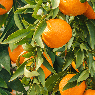 &Auml;therisches S&uuml;&szlig;orangen&ouml;l