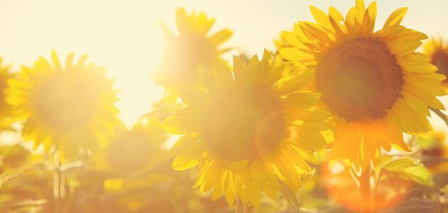 Sonnenschutz