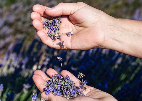 Lavendel