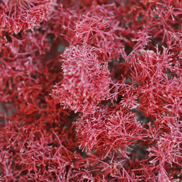 Jania Rubens Extrakt