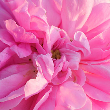 Rosenblütenwasser der Rosa Centifolia