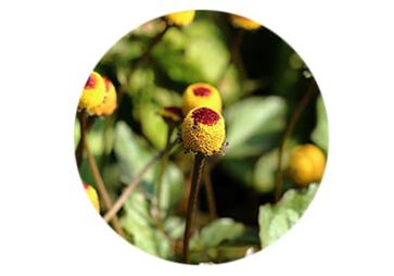Acmella Oleracea-<br>Extrakt