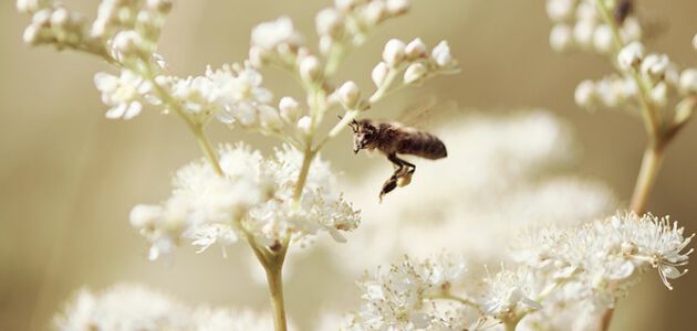  Entdecken Sie die Geheimnisse der &bdquo;Wiesenk&ouml;nigin&rdquo;