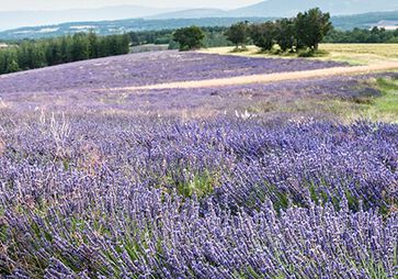 Bedingungen f&uuml;r den Lavendel-Anbau