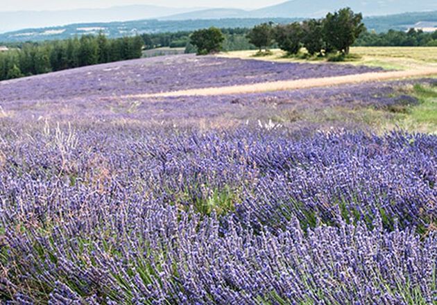Bedingungen f&uuml;r den Lavendel-Anbau