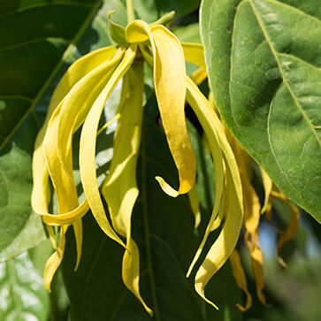 Ätherisches Ylang-Ylang-Öl