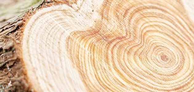 Ein kostbarer Baum mit zahlreichen Vorteilen