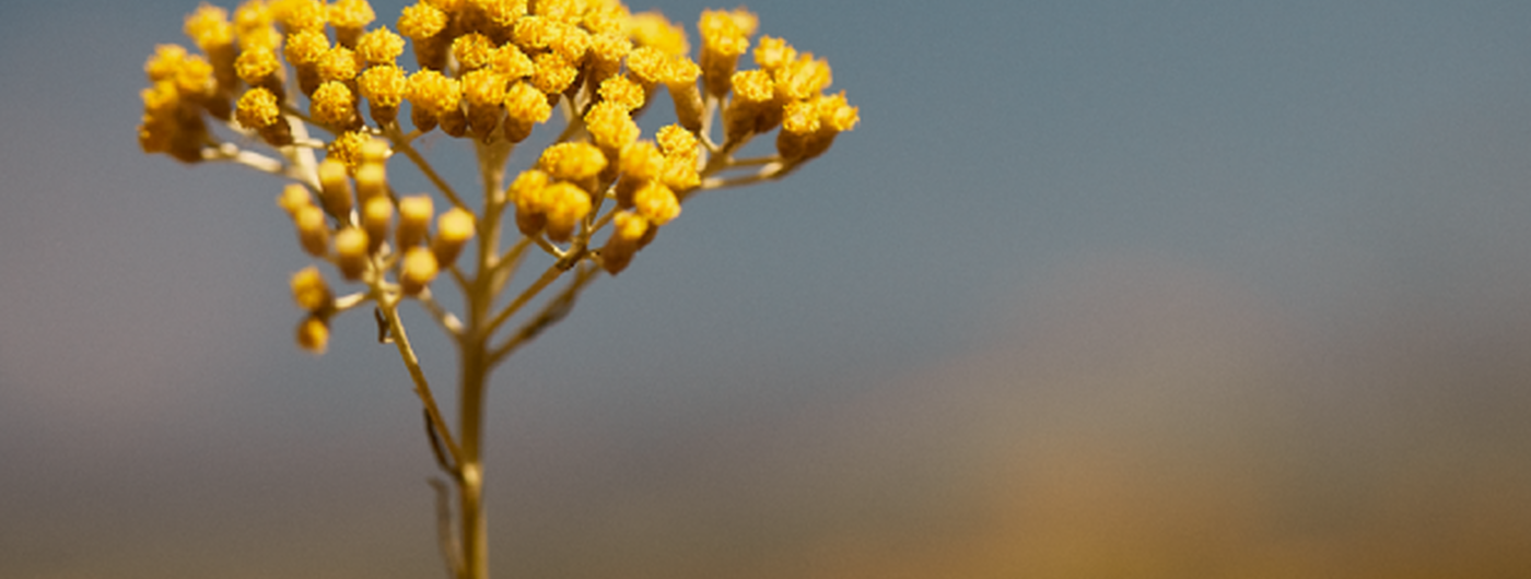 Die Vorteile der Immortelle