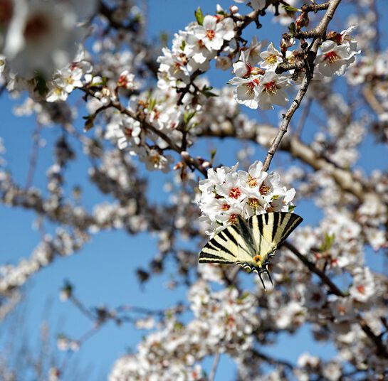 Schutz der Biodiversität - L'OCCITANE