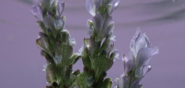 Lavendel