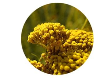 Ätherisches Bio-Immortelleöl