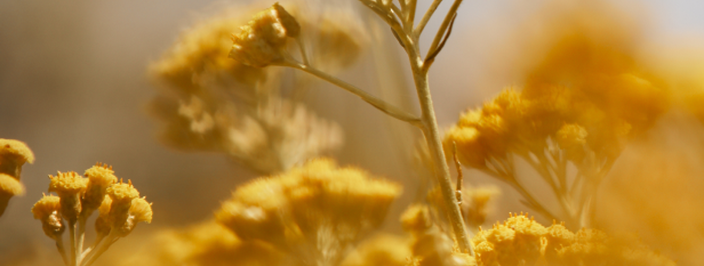 Die Geschichte der Immortelle