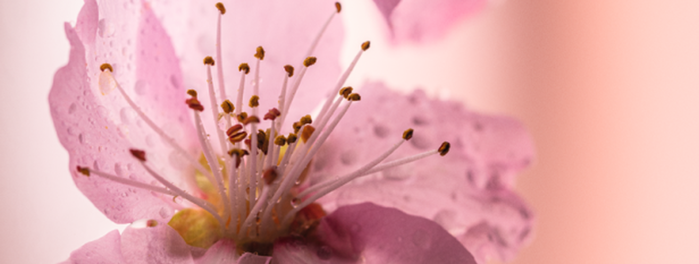 Kirschbl&uuml;te