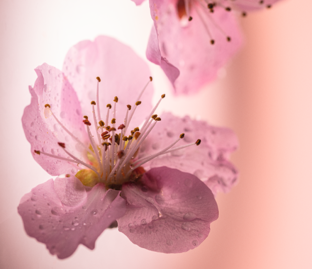 Fleurs de Cerisier (Kirschbl&uuml;te)
