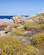 Immortelle