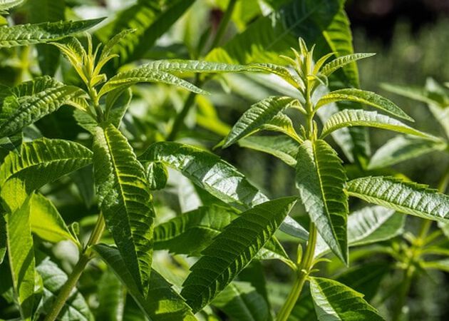 Die Verbene: Frische pur
