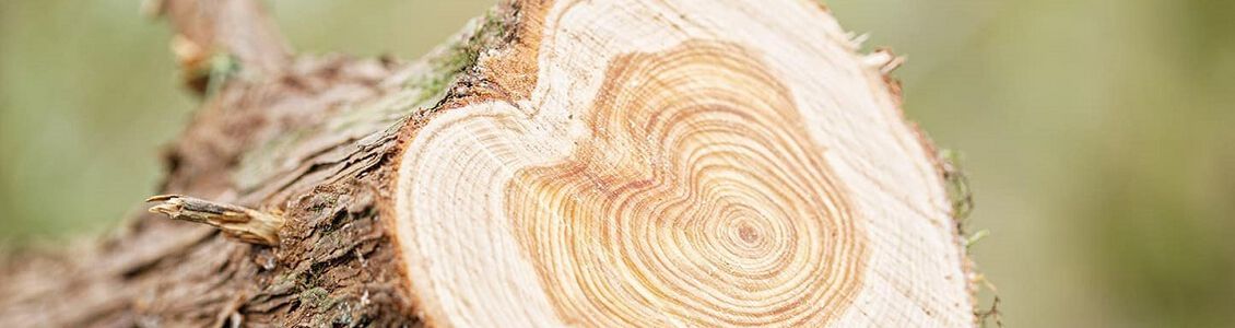Ein kostbarer Baum mit zahlreichen Vorteilen