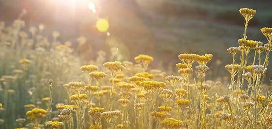 Immortelle-Blumen