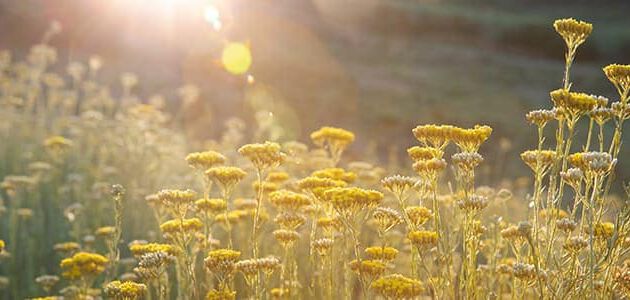 Immortelle-Blumen
