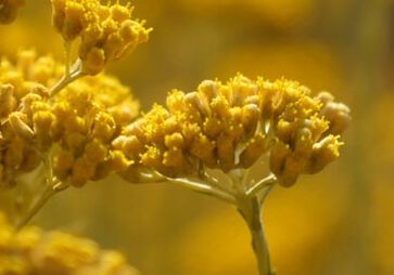 Inhaltsstoff Immortelle