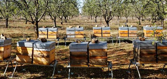 Bienenst&ouml;cke