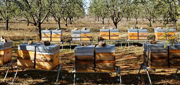 Bienenst&ouml;cke