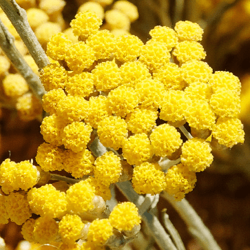 Bio-Immortelle-Bl&uuml;tenwasser