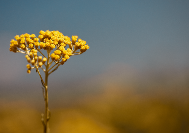 Die Vorteile der Immortelle