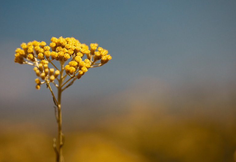 Die Vorteile der Immortelle
