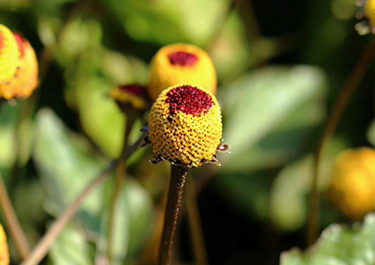 Der Extrakt aus Acmella Oleracea