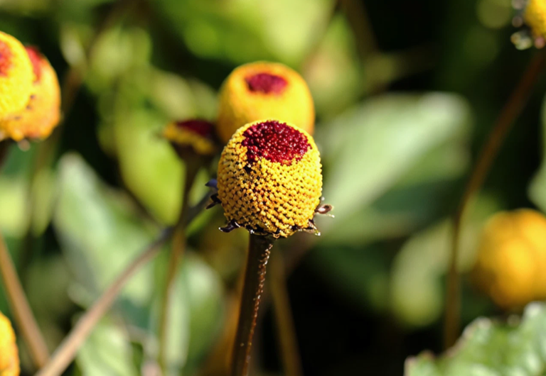 Der Extrakt aus Acmella Oleracea