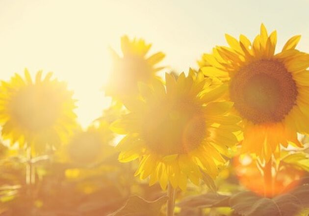 lsf  Sonnenschutz