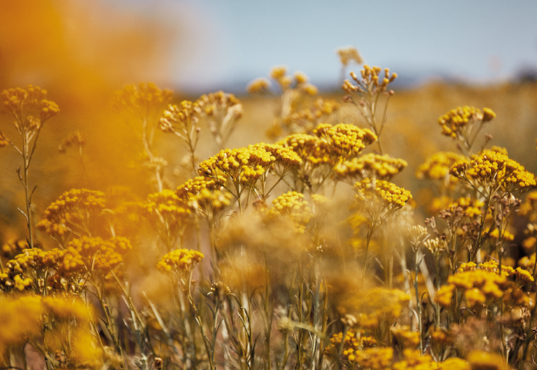 Immortelle