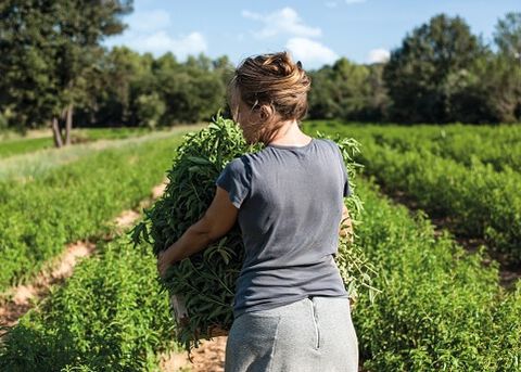 Unsere Verbene-Produzenten
