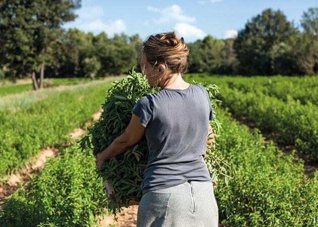 Unsere Verbene-Produzenten