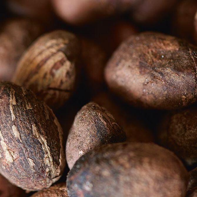 sheabutter