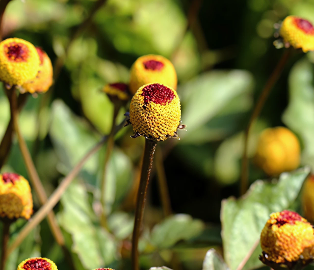Der Extrakt aus Acmella Oleracea
