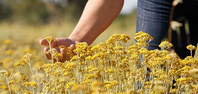 Immortelle