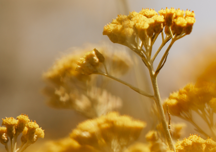 Die Geschichte der Immortelle