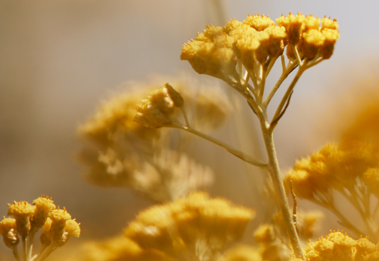 Die Geschichte der Immortelle