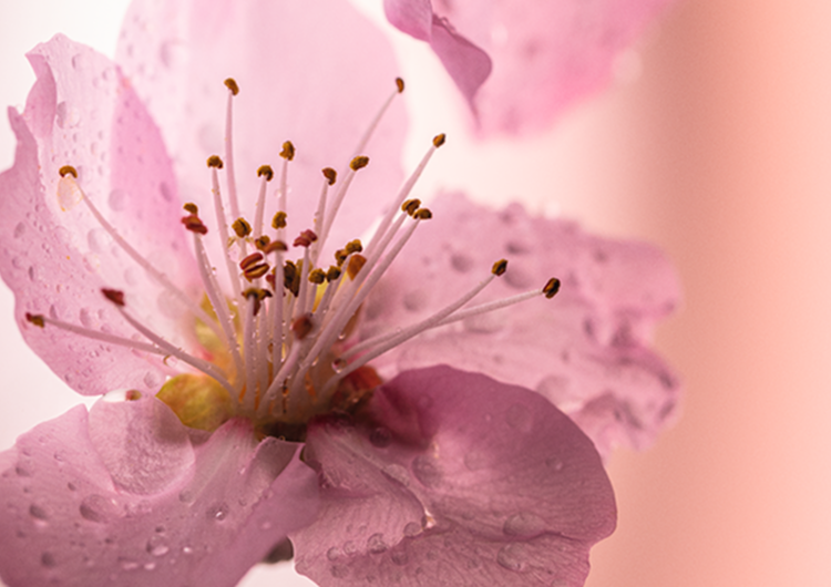 Fleurs de Cerisier (Kirschbl&uuml;te)