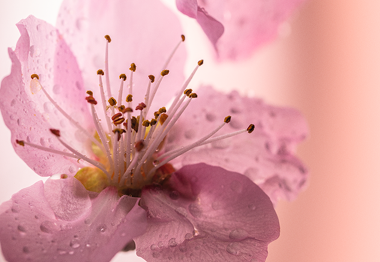 Kirschbl&uuml;ten