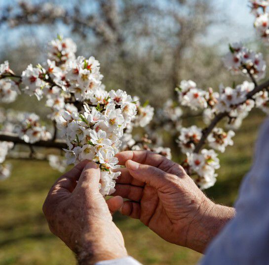 Schutz der Biodiversität - L'OCCITANE