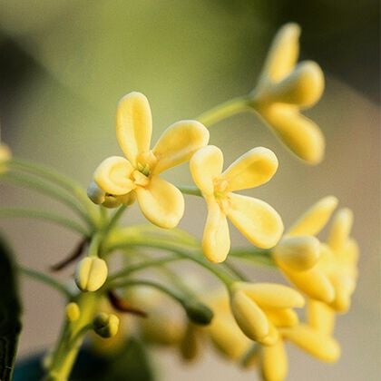 Über Osmanthus