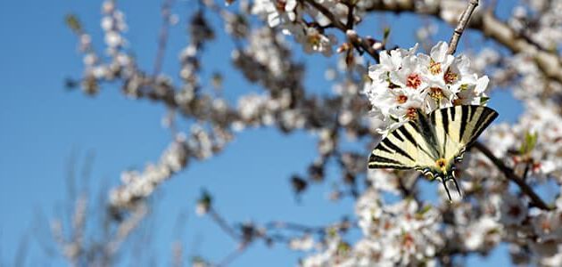 Schmetterling auf Mandelbaum