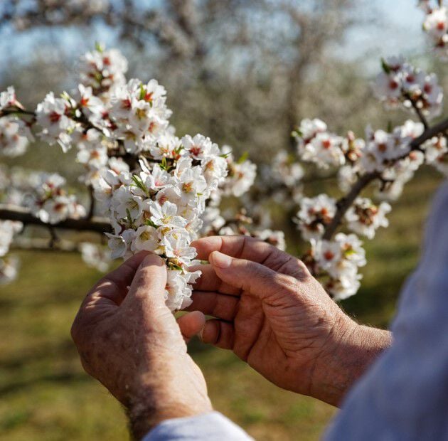 Schutz der Biodiversität - L'OCCITANE